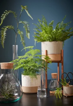 Mica Decorations Emily Vorratsglas - H32 X Ø29,5 Cm - Transparent -kaufland verkäufe d1e61cec016addc0e636ca98a97fb292